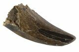 Serrated, Tyrannosaur Tooth - Judith River Formation, Montana #95637-1